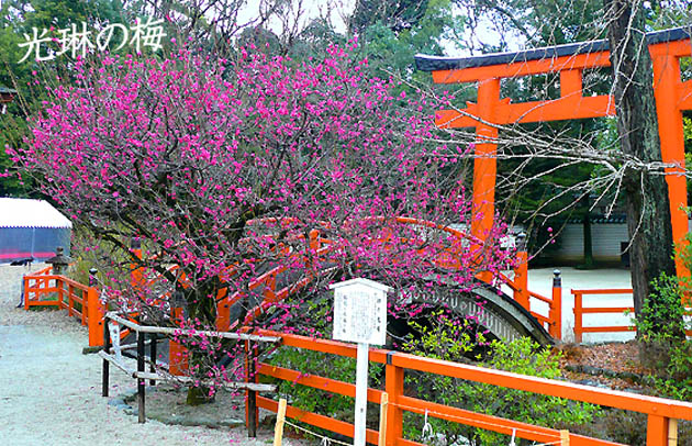 京都の神社下鴨神社7